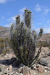 Eulychnia acida El Trapiche NEO2 Peru_Chile 2014_1216.jpg